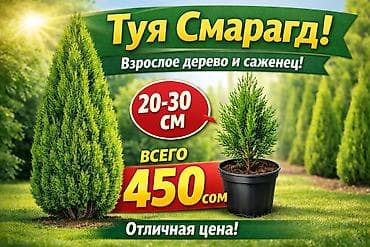 Саженцы деревьев: Туи at lalafo.kg Саженцы деревьев: Туи