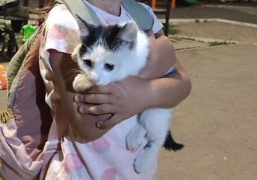 кошки малинкие: Вчера этот замечательный малыш был спасён из парка ради его же — 3