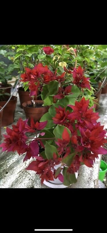 клематис бал цветов купить: Бугенвиллия в горшке (разные окраски прицветников) - Вид — 3