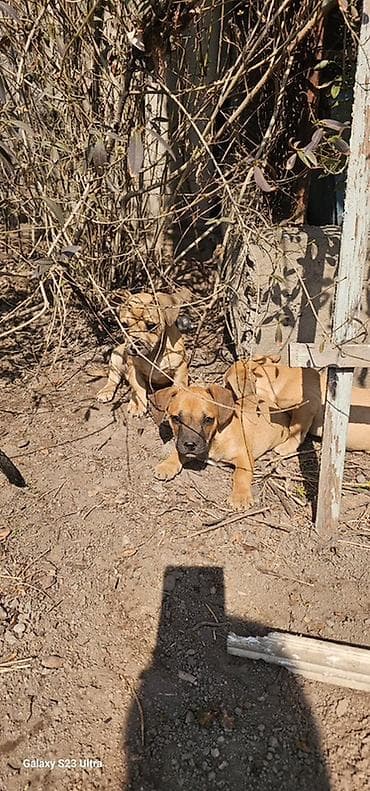 собаки рынок в бишкеке цены: Щенки смешанной породы - Окрас: рыжий/палевый с тёмной мордочкой. - — 8