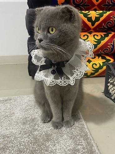 живой баран: Ажурный воротничок-ошейник для кошек - Элегантный кружевной — 1