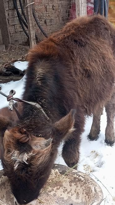 Другие животные: Продаю | Тёлка | На откорм | Привязанные — 4
