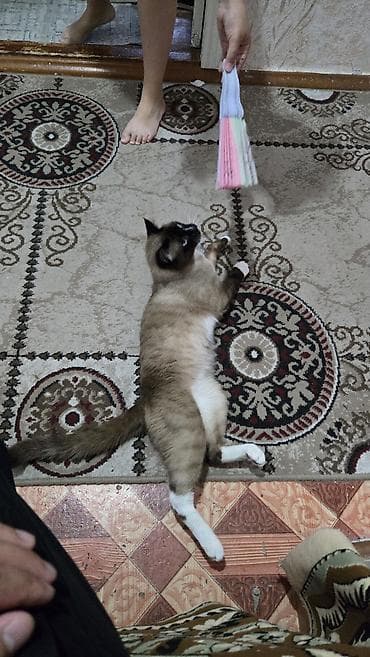 куда можно отдать кошку: Кошка даром: Сиамская, 2 года, Мальчик — 7