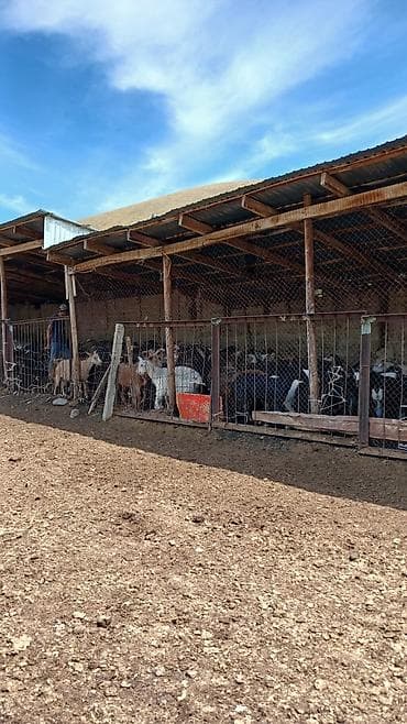 беловодское продажа квартир: 100 соток, Красная книга — 9