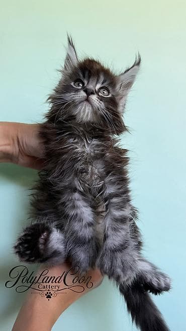 кошка регдолл: Мейн-кун, 1 месяц, Мальчик, Приучена к лотку, Проглистована, С документами — 4