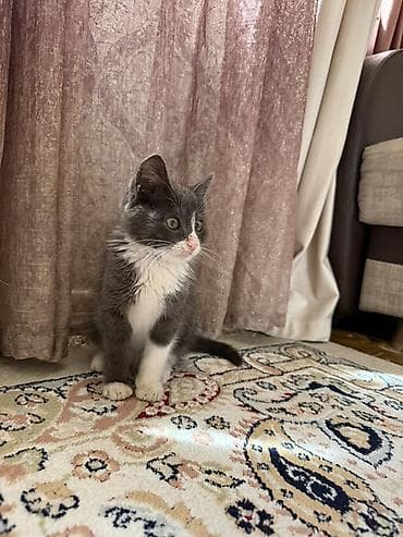 scottish fold: 2 месяца, Мальчик, Приучена к лотку — 3