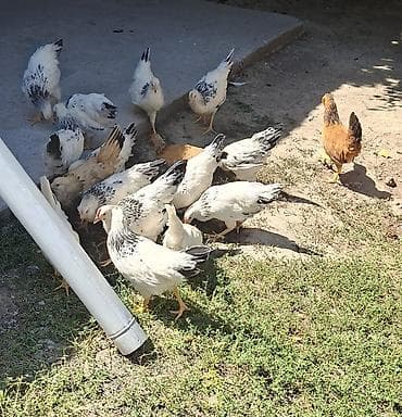мин булак: Адлер жожо 4 айлыктар🐤🐔 — 1