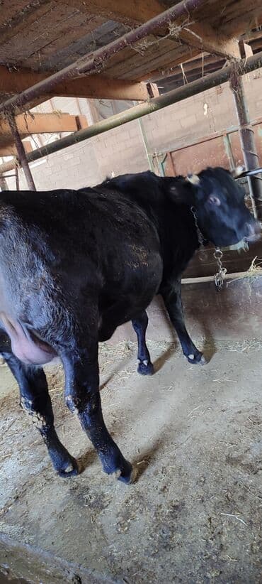 кошки маленькие: Продаю | Корова (самка), Тёлка | Голштин | Для разведения, Для молока | Племенные, Стельные, Отела не было — 2