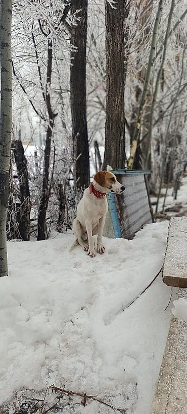 гончак собака: 7 месяцев, Самец, С прививкой — 1