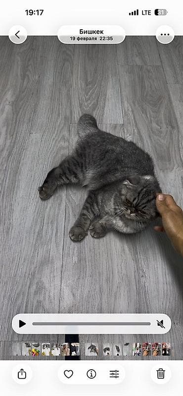 кошки шотландский: Порода: шотландская вислоухая (Scottish Fold) Окрас: серебристый табби — 2