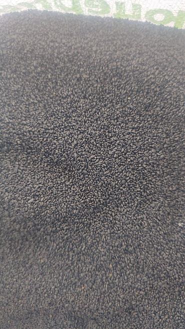 декоративные деревья бишкек: Продаю семена люцерны. кара беденин — 4