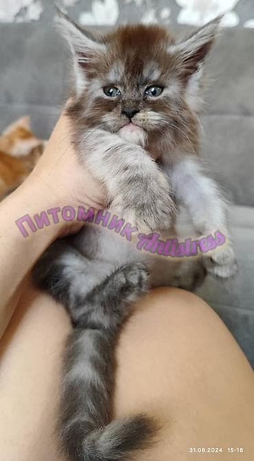 тара для мёда: Питомник Antistress предлагает котёнка породы мейн-кун — 2