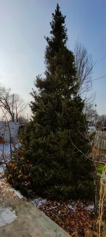мебель для детского сада: Продам ель. Высота 6м. Торг — 1
