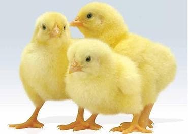 инкубаторские яйца: Продаю | Инкубационные яйца — 2