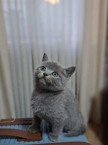 кошко: Скотиш Страйт (Шотландская прямоухая), 2 месяца, Мальчик, Голубой, Приучена к лотку, Проглистована — 6