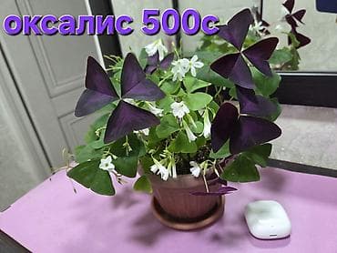 оффис: Комнатные растения в горшках. - Суккуленты, сансевиерия, алоэ — 2