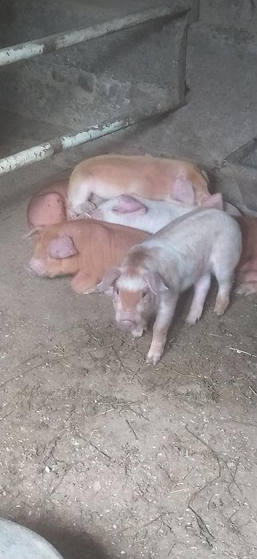 продажа поросят дюрок: Продаю | Поросенок | Ландрас, Дюрок | Для разведения | Племенные — 5