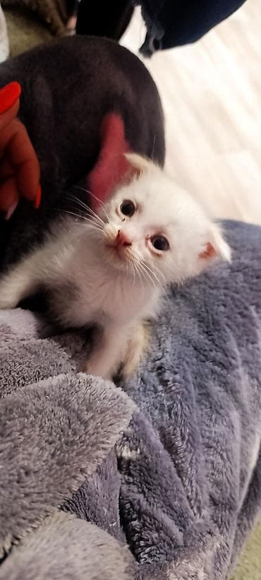 продажа котиков: Котята шотландские вислоухие (скоттиш-фолд) - Окрас: белый (несколько — 3