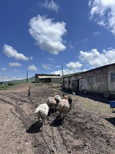 самоед купить: Продаю | Баран (самец) | Гиссарская, Арашан | На забой, Для разведения — 2