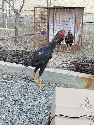 баги детский: Дакан жожо короздор сатылат алмашу жолдору бар жемге дакандарга — 2