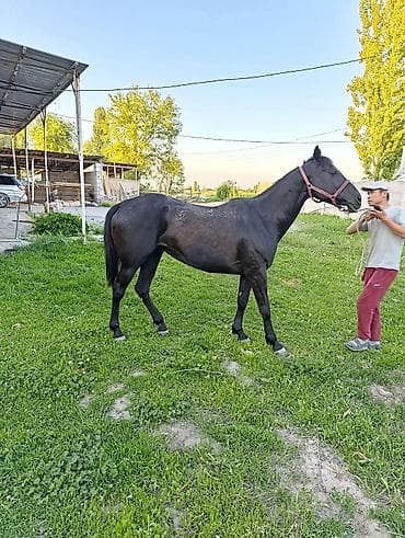Айыл-чарба жаныбарлары: Сатам | Бээ (ургаачы) | Жумушка — 2