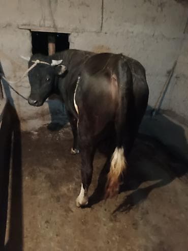 gps трекер для коров: Продаю | Бык (самец) | Швицкая | Для разведения | Племенные — 4