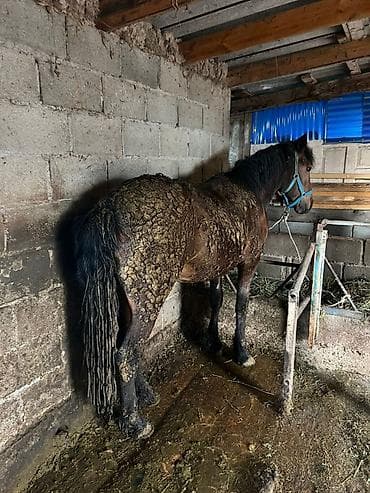 Жылкылар, аттар: Сатам | Бээ (ургаачы) — 4