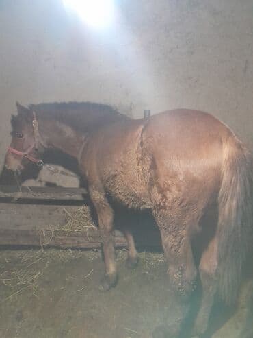 Линолеум: Продаю | Кобыла (самка) | На забой — 2