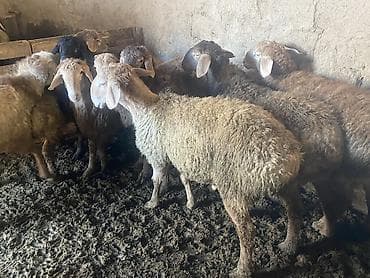 Үй жаныбарлары үчүн товарлар: Сатам | Кочкор (эркек) | Гиссар, Аргын, Эдильбай | Союуга, Көбөйтүү үчүн | Жасалма жол менен боозутуу — 5