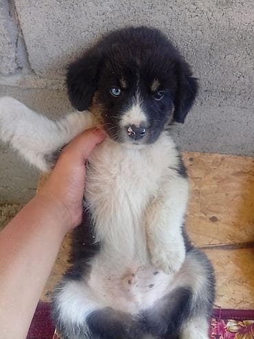 Алабай, 2 месяца, Самец at lalafo.kg Алабай, 2 месяца, Самец
