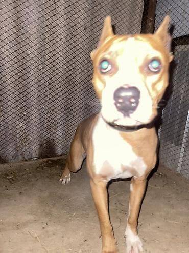 Американский стаффордширский терьер, кобель. Окрас: рыжий с белыми