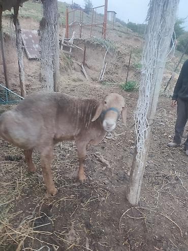 баран живой: Продаю | Баран (самец) | Арашан | Для разведения | Племенные — 10