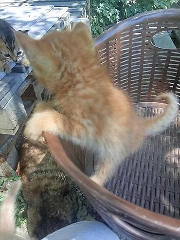 котята рыжие: 5 хороших котят🩷1.рыжий.2.полосатый.3.трехшерстый.4.белый.5.бежевый — 7