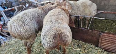 продать животных: Продаю | Баран (самец) | Арашан | На забой, Для разведения | Племенные, Осеменитель — 2