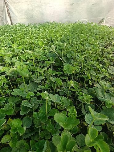 косилка для трава: Клубника көчөт Альбион сорт сатам, кассетада торфко отургузулган — 4
