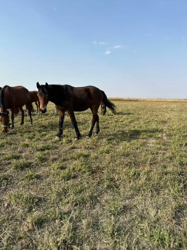тюк пресс: Продаю | Жеребенок, Кобыла (самка), Жеребец | Кара Жорго | Для разведения, На забой, Рабочий — 3