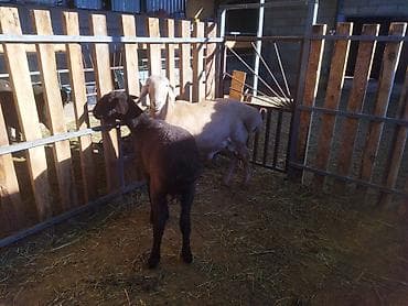 продаю птиц: Продаю | Овца (самка) | Для разведения | Матка — 1