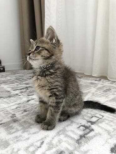 котик 1 месяц: Кошка даром: Беспородная, 1 месяц, Девочка, Приучена к лотку — 3