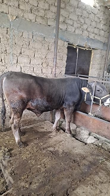 Продаю | Бык (самец) | На откорм | Привязанные