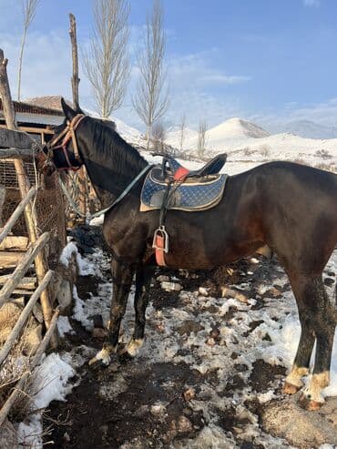 тайган собака цена бишкек: Сатам | Байтал — 5