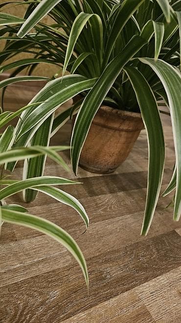 сингониум серый призрак цена: Дорого
Несколько штук разных размеров
Горшки глиняные
Хлорофитум — 8