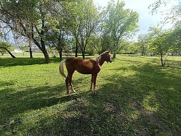 сибу ину: Продаю | Жеребенок | Дончак | Для разведения — 1