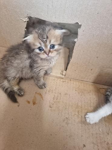 Скотиш Фолд (Шотландиялык шалпаң кулак), 1 айлык, Эркек, Алтын шиншилла — 5