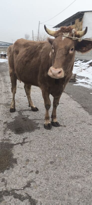 Продаю | Корова (самка) | Алатауская, Швицкая, Симментальская | Для разведения, Для молока | Племенные, Стельные, Искусственник
