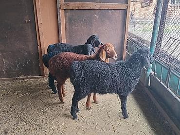 козье: Продаю | Ягненок | На забой — 3