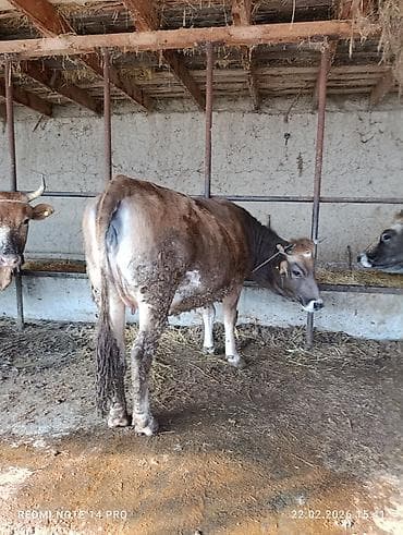 карова швицкая: Продаю | Корова (самка), Тёлка | Швицкая | Для разведения, Для молока | Стельные, Привязанные — 7