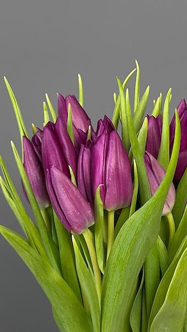 цветы тульпан: Крупные голландские тюльпаны, длина стебля 45–50 см. Доступны яркие — 5