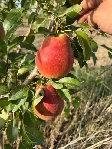 акча сактагыч: Алмуруттар Дүңүнөн, Өзү алып кетүү — 11