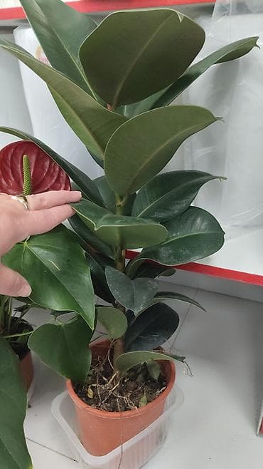 купить гибискус комнатный: Азалия в кадке (штамбовая форма) - Эффектное комнатное растение с — 7