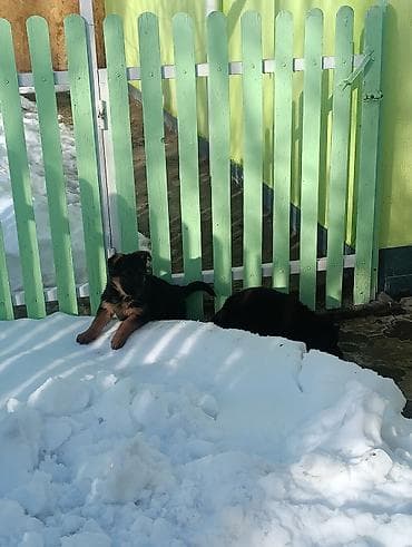 Щенки (похожи на немецкую овчарку/метис). - Окрас: черный с рыжими